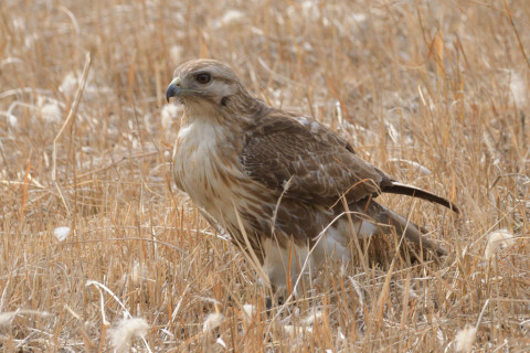 約0.33倍トリミング 2019/2月 SIGMA150-600C+D500 600mm F8 ss1/1250 ISO720