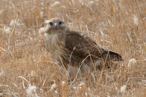約0.33倍トリミング 2019/2月 SIGMA150-600C+D500 600mm F8 ss1/1250 ISO560