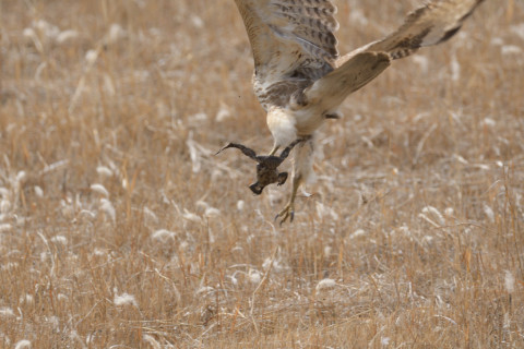 トリミング 2019/2月 SIGMA150-600C+D500 600mm F8 ss1/1250 ISO560 AF-C シングル