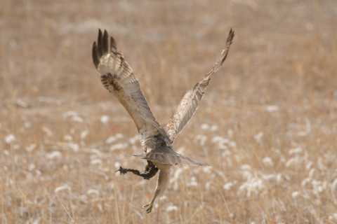 トリミング 2019/2月 SIGMA150-600C+D500 600mm F8 ss1/1250 ISO720 AF-C シングル