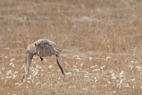 トリミング 2019/2月 SIGMA150-600C+D500 600mm F8 ss1/1250 ISO720 AF-C シングル