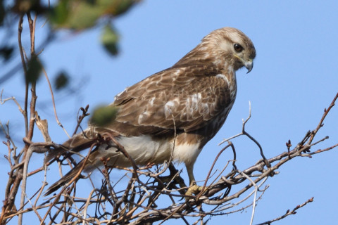 約0.67倍トリミング 2019/3月 SIGMA150-600C+D500 600mm F8 ss1/1250 ISO220