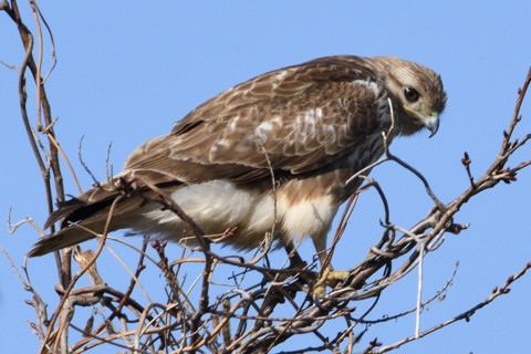 約0.67倍トリミング 2019/3月 SIGMA150-600C+D500 600mm F8 ss1/1250 ISO220