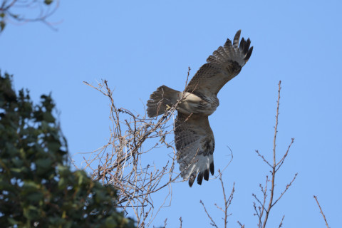 トリミング 2019/3月 SIGMA150-600C+D500 600mm F8 ss1/1250 ISO280 AF-C シングル