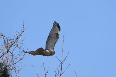 トリミング 2019/3月 SIGMA150-600C+D500 600mm F8 ss1/1250 ISO250 AF-C シングル