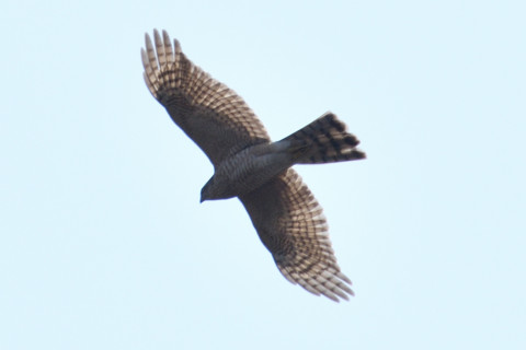 約0.67倍トリミング 2019/3月 SIGMA150-600C+D500 600mm F8 ss1/1000 ISO100 AF-C シングル