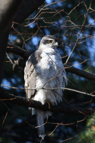 0.4倍トリミング 2019/3月 SIGMA150-600C+D500 600mm F8 ss1/400 ISO280