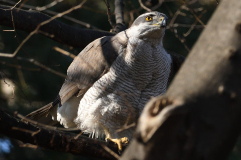 0.5倍トリミング 2019/3月 SIGMA150-600C+D500 600mm F8 ss1/1250 ISO1100