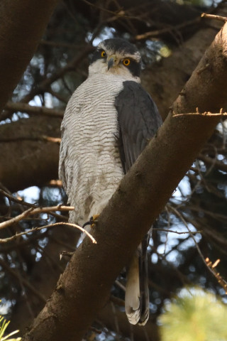 0.4倍トリミング 2019/3月 SIGMA150-600C+D500 600mm F8 ss1/1000 ISO5600