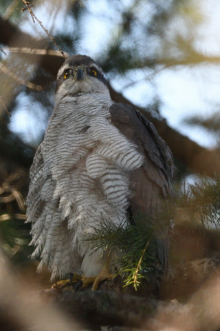 0.5倍トリミング 2019/3月 SIGMA150-600C+D500 600mm F8 ss1/1000 ISO1100