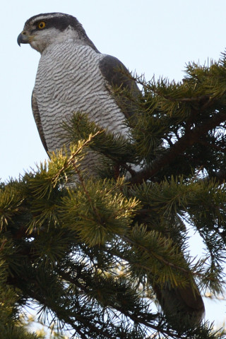 約0.67倍トリミング 2019/3月 SIGMA150-600C+D500 550mm F8 ss1/1000 ISO400