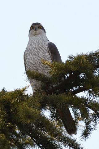 0.5倍トリミング 2019/3月 SIGMA150-600C+D500 550mm F8 ss1/1000 ISO400