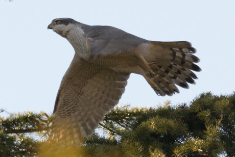 0.4倍トリミング 2019/3月 SIGMA150-600C+D500 600mm F8 ss1/1000 ISO360 AF-C シングル