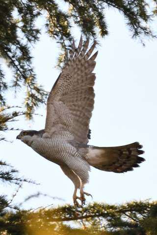 約0.33倍トリミング 2019/3月 SIGMA150-600C+D500 600mm F8 ss1/1000 ISO800 AF-C シングル