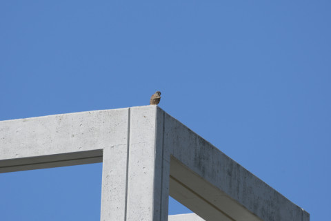 2019/3月 SIGMA150-600C+D500 600mm F8 ss1/1250 ISO200