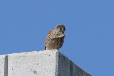 トリミング 2019/3月 SIGMA150-600C+D500 600mm F8 ss1/1250 ISO200