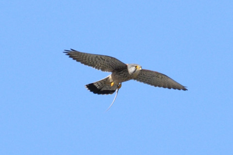 トリミング 2019/3月 SIGMA150-600C+D500 600mm F8 ss1/1250 ISO220 AF-C シングル