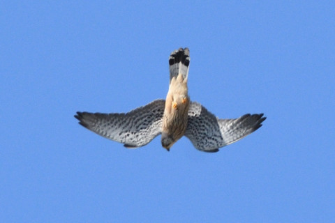 トリミング 2019/3月 SIGMA150-600C+D500 600mm F8 ss1/1250 ISO280 AF-C シングル