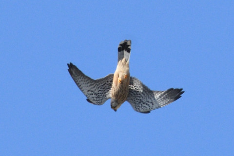 トリミング 2019/3月 SIGMA150-600C+D500 600mm F8 ss1/1250 ISO280 AF-C シングル