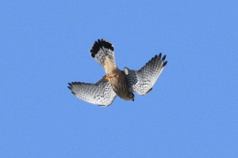 トリミング 2019/3月 SIGMA150-600C+D500 600mm F8 ss1/1250 ISO250 AF-C シングル