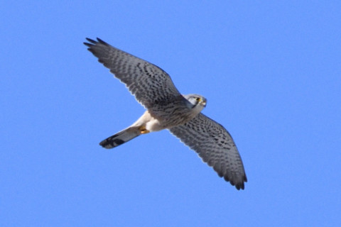 トリミング 2019/3月 SIGMA150-600C+D500 600mm F8 ss1/1250 ISO280 AF-C シングル