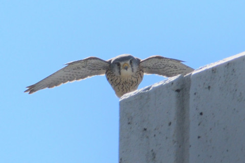 トリミング 2019/3月 SIGMA150-600C+D500 600mm F8 ss1/1250 ISO100 AF-C シングル