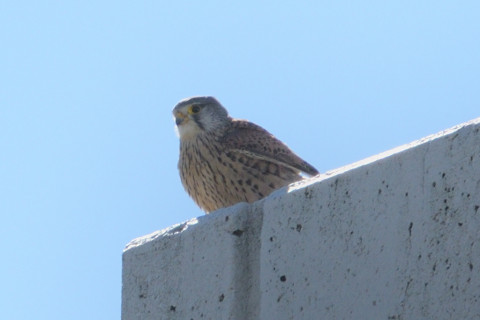 トリミング 2019/3月 SIGMA150-600C+D500 600mm F8 ss1/1250 ISO125 AF-C シングル