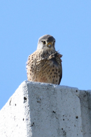 トリミング 2019/3月 SIGMA150-600C+D500 600mm F8 ss1/800 ISO200