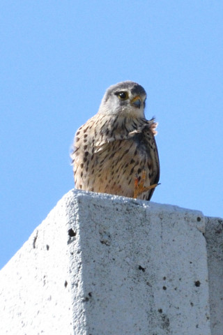 トリミング 2019/3月 SIGMA150-600C+D500 600mm F8 ss1/1600 ISO400