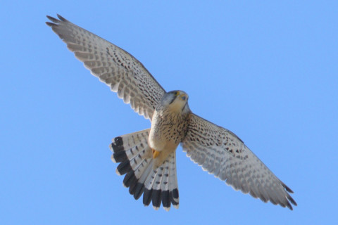 0.5倍トリミング 2019/3月 SIGMA150-600C+D500 600mm F8 ss1/1600 ISO320 AF-C シングル