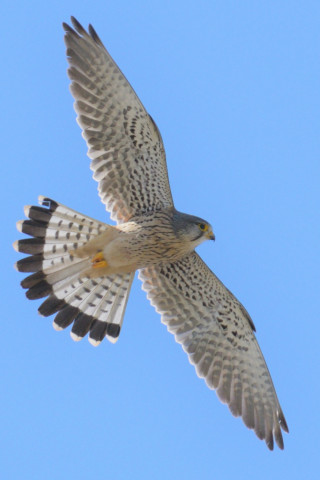 0.5倍トリミング 2019/3月 SIGMA150-600C+D500 600mm F8 ss1/1600 ISO360 AF-C シングル