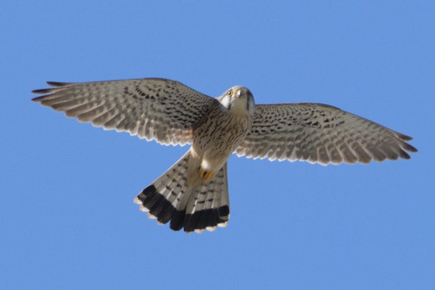 約0.67倍トリミング 2019/3月 SIGMA150-600C+D500 600mm F8 ss1/1600 ISO500 AF-C シングル