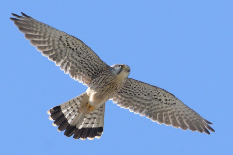 約0.67倍トリミング 2019/3月 SIGMA150-600C+D500 600mm F8 ss1/1600 ISO640 AF-C シングル