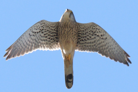約0.67倍トリミング 2019/3月 SIGMA150-600C+D500 600mm F8 ss1/1600 ISO320 AF-C シングル