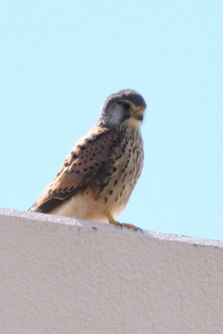 トリミング 2019/3月 SIGMA150-600C+D500 600mm F8 ss1/1600 ISO400