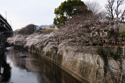 2019/3月 SIGMA17-70+D500 28mm F8 ss1/200 ISO110