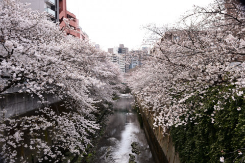 2019/3月 SIGMA17-70+D500 26mm F8 ss1/250 ISO280
