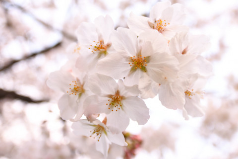 約0.29倍トリミング 2019/3月 SIGMA17-70+D500 31mm F2.8 ss1/250 ISO100