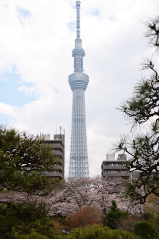 2019/3月 SIGMA17-70+D500 28mm F5.6 ss1/500 ISO100