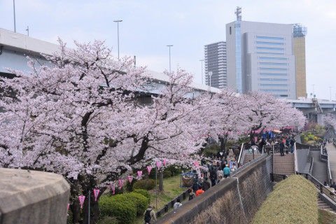 2019/3月 SIGMA17-70+D500 38mm F5.6 ss1/500 ISO125