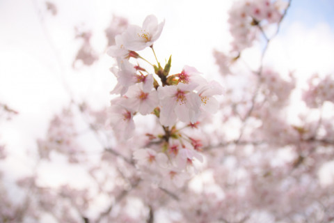 2019/3月 SIGMA17-70+D500 17mm F2.8 ss1/800 ISO100