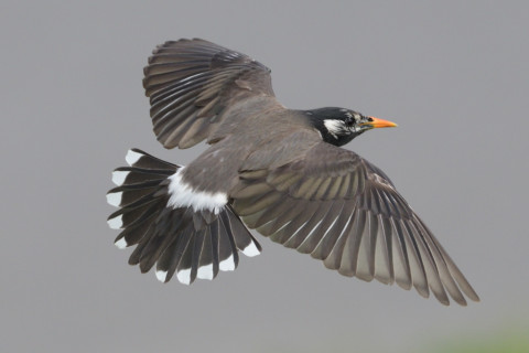 0.4倍トリミング 2019/4月 SIGMA150-600C+D500 600mm F8 ss1/1250 ISO800 AF-C シングル