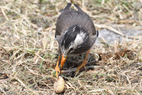 0.5倍トリミング 2019/4月 SIGMA150-600C+D500 600mm F6.3 ss1/800 ISO250