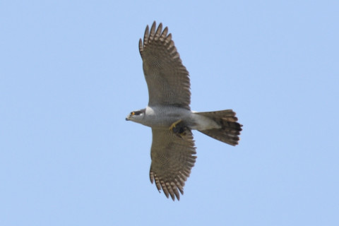 約0.67倍トリミング 2019/4月 SIGMA150-600C+D500 600mm F8 ss1/800 ISO160 AF-C シングル