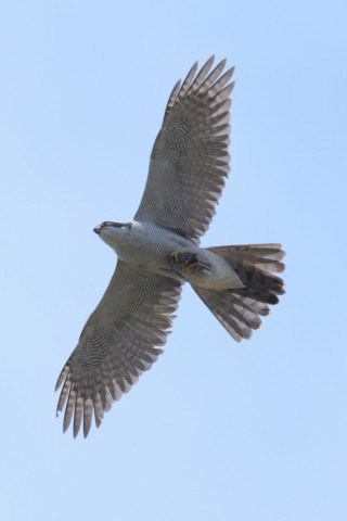 0.5倍トリミング 2019/4月 SIGMA150-600C+D500 600mm F8 ss1/800 ISO180 AF-C シングル