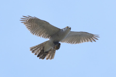 約0.67倍トリミング 2019/4月 SIGMA150-600C+D500 600mm F8 ss1/1250 ISO280 AF-C シングル