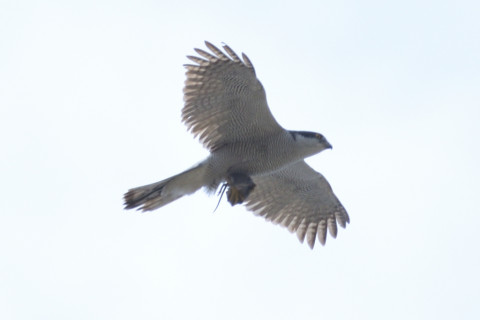 約0.67倍トリミング 2019/4月 SIGMA150-600C+D500 600mm F8 ss1/1250 ISO100 AF-C シングル