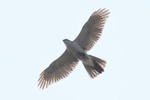 0.5倍トリミング 2019/4月 SIGMA150-600C+D500 600mm F8 ss1/1250 ISO110 AF-C シングル