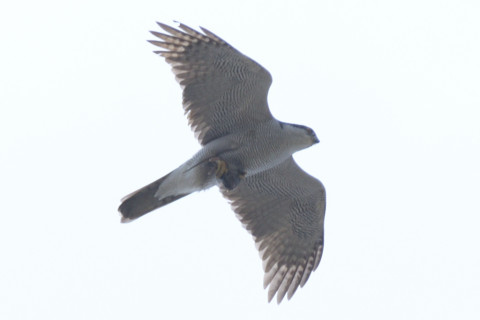 約0.67倍トリミング 2019/4月 SIGMA150-600C+D500 600mm F8 ss1/1250 ISO100 AF-C シングル