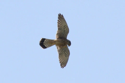 トリミング 2019/4月 SIGMA150-600C+D500 600mm F8 ss1/1250 ISO320 AF-C シングル